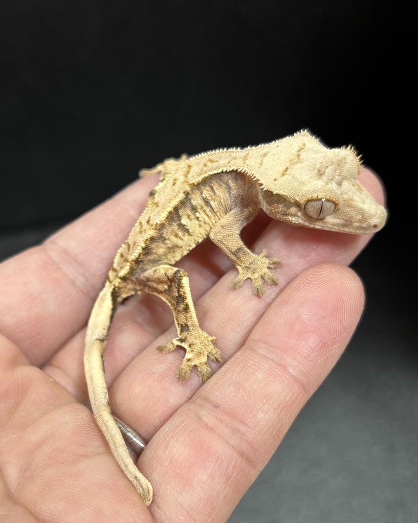 クレステッドゲッコー トリカラー 11-55