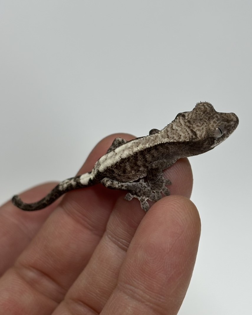 クレステッドゲッコー ルアクリリー 11-73