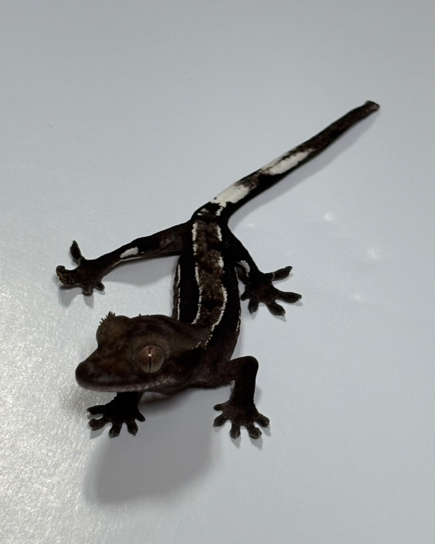 クレステッドゲッコー アザンティック 11-72