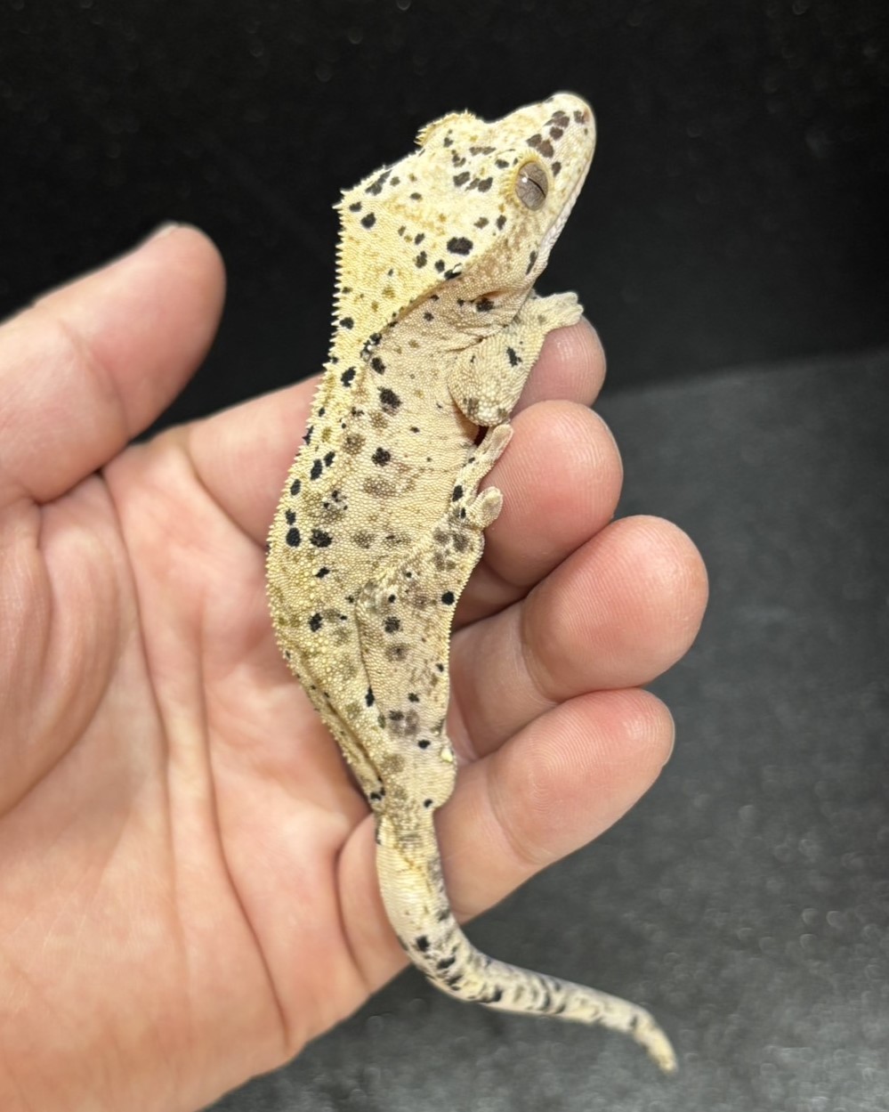 クレステッドゲッコー ダルメシアン