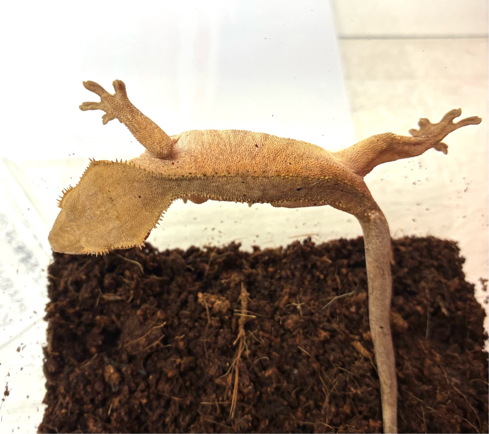 クレス　ダルメシアン 53