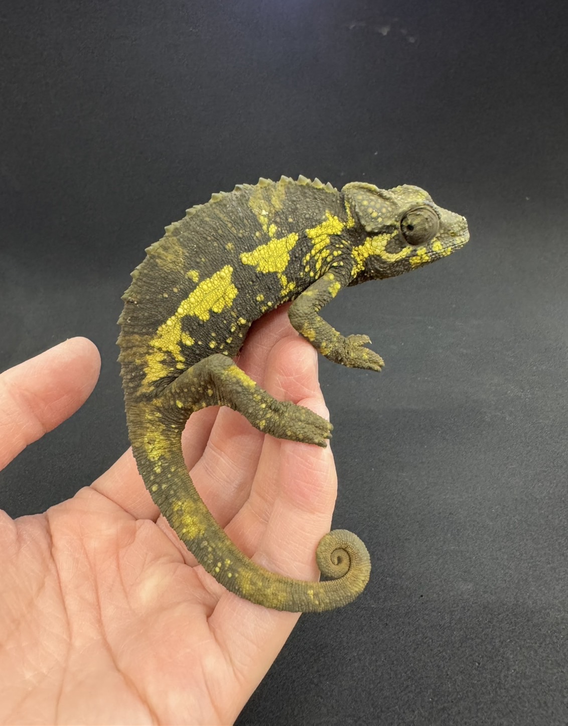 価格の安いジャクソンカメレオン キサントロプス ペア / アクア