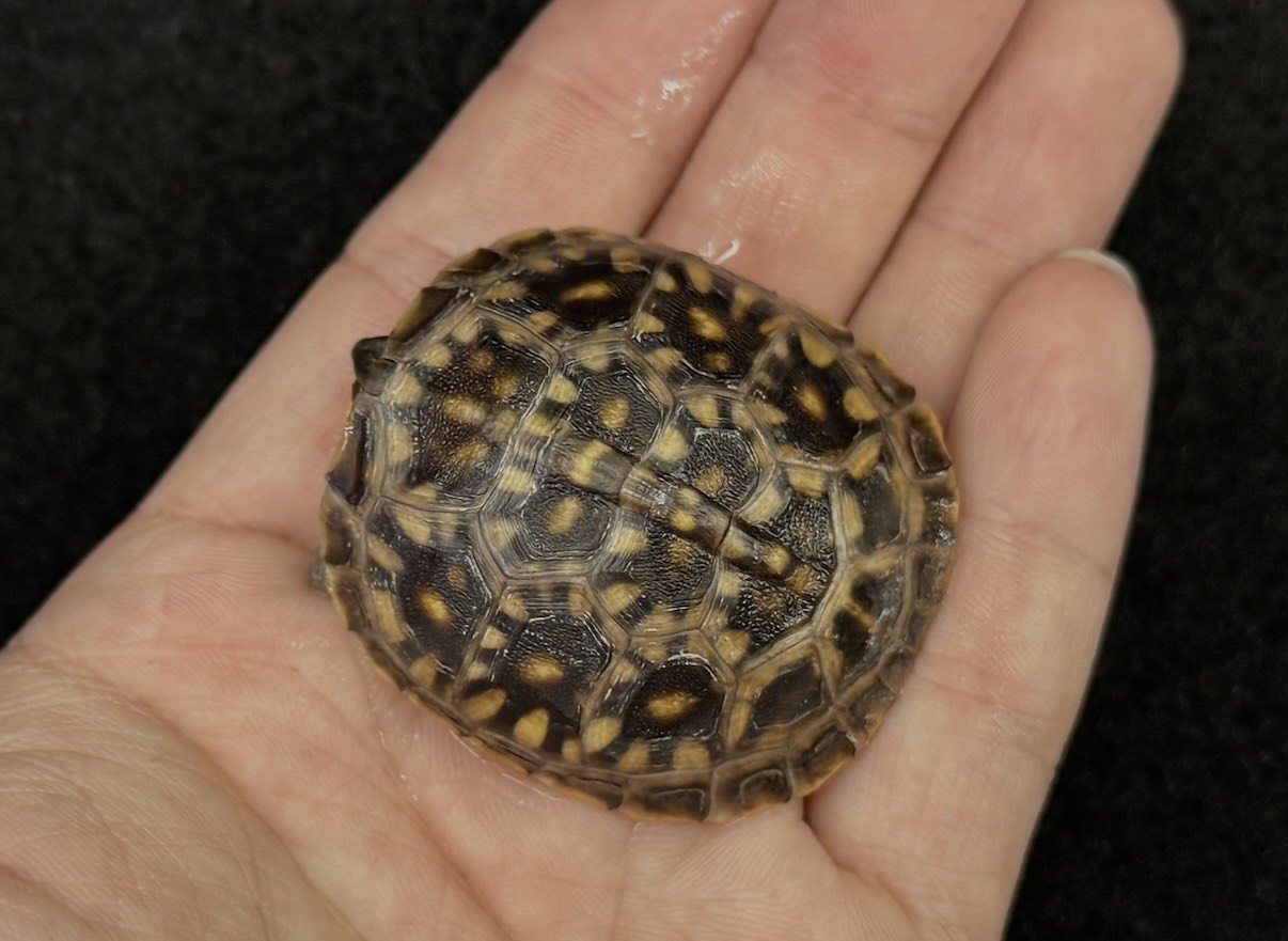 ミツユビハコガメ