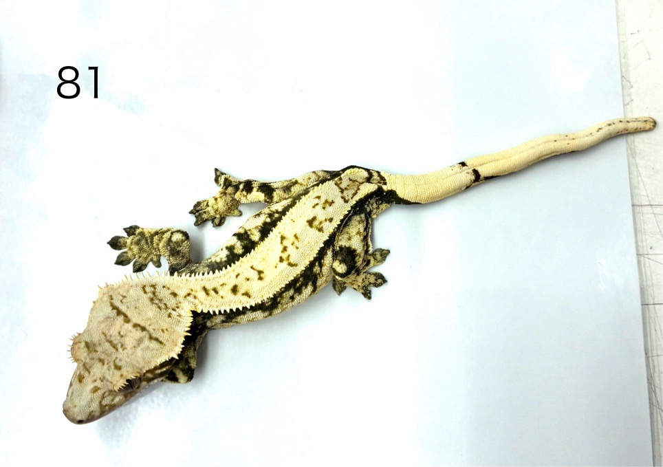 クレス　エクストリームハーレクイン　メス　81