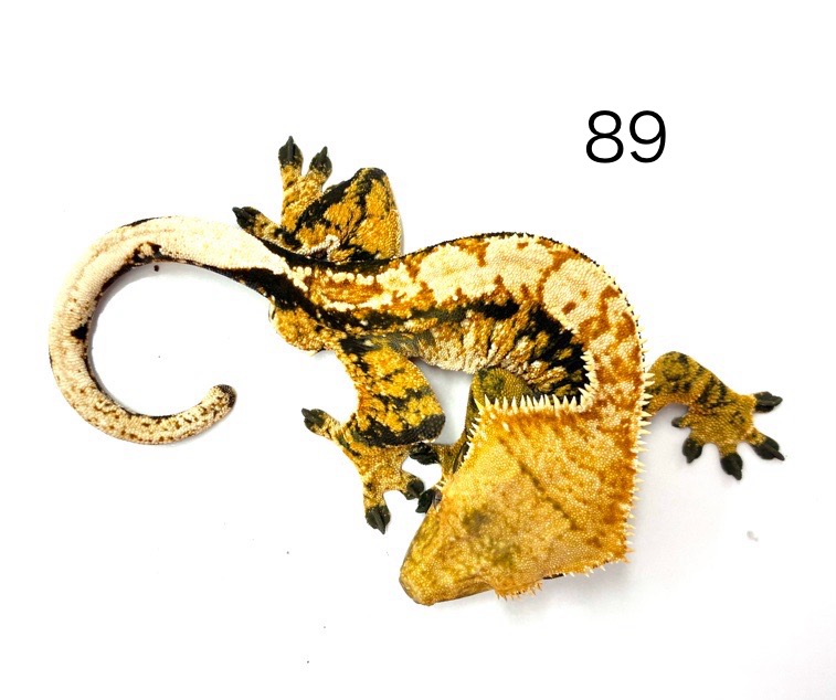 クレス　エクストリームハーレクイン　オス　89