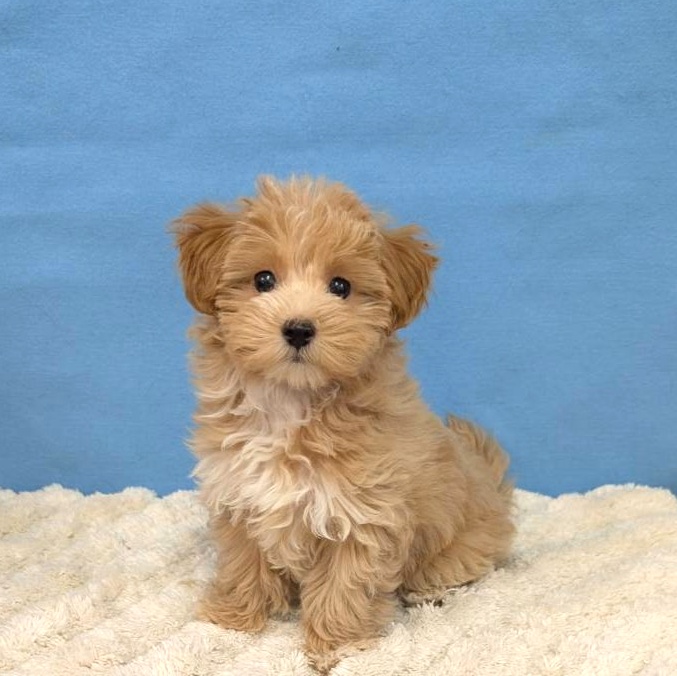 千葉県のマルプー(マルチーズ×プードル) (かねだい四街道店/2025年10月16日生まれ/女の子/アプリコット)の子犬の1枚目の画像