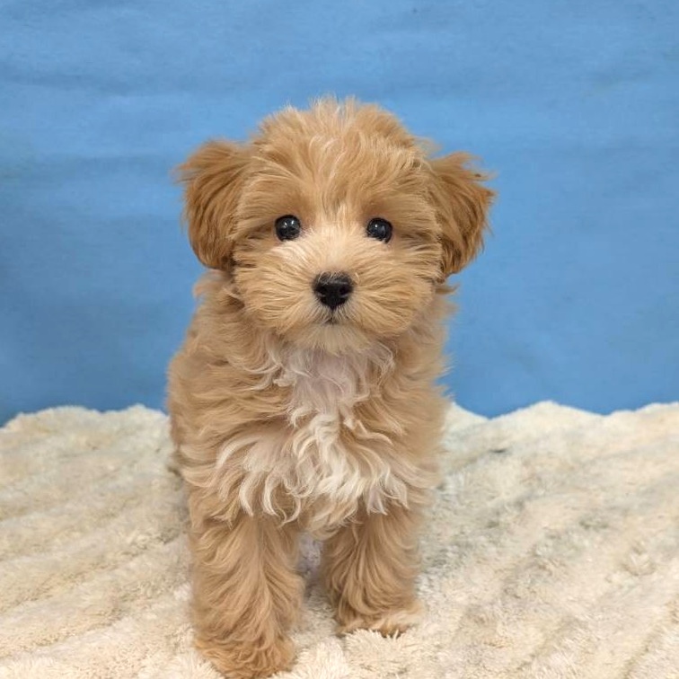 千葉県のマルプー(マルチーズ×プードル) (かねだい四街道店/2025年10月16日生まれ/女の子/アプリコット)の子犬の2枚目の画像