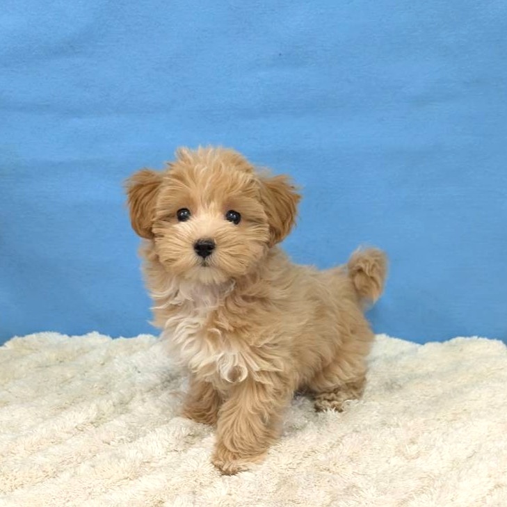 千葉県のマルプー(マルチーズ×プードル) (かねだい四街道店/2025年10月16日生まれ/女の子/アプリコット)の子犬の3枚目の画像