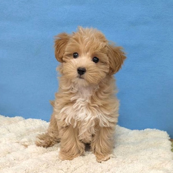 千葉県のマルプー(マルチーズ×プードル) (かねだい四街道店/2025年10月16日生まれ/女の子/アプリコット)の子犬の4枚目の画像