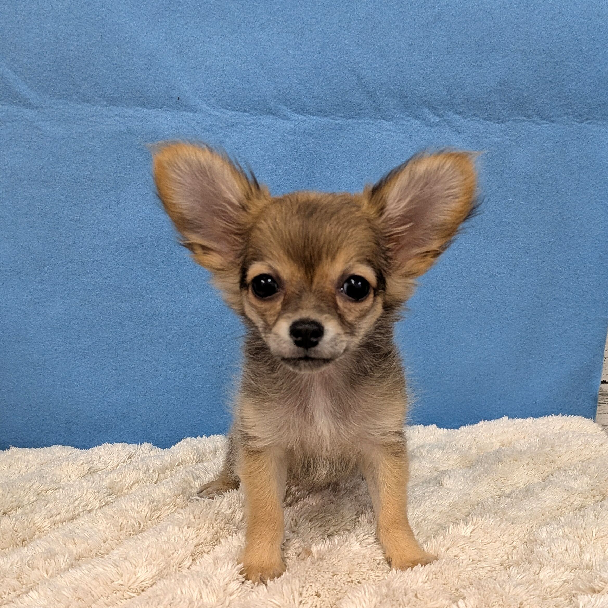 千葉県のハーフ犬・ミックス犬 (かねだい四街道店/2025年10月11日生まれ/女の子/その他色)の子犬の1枚目の画像