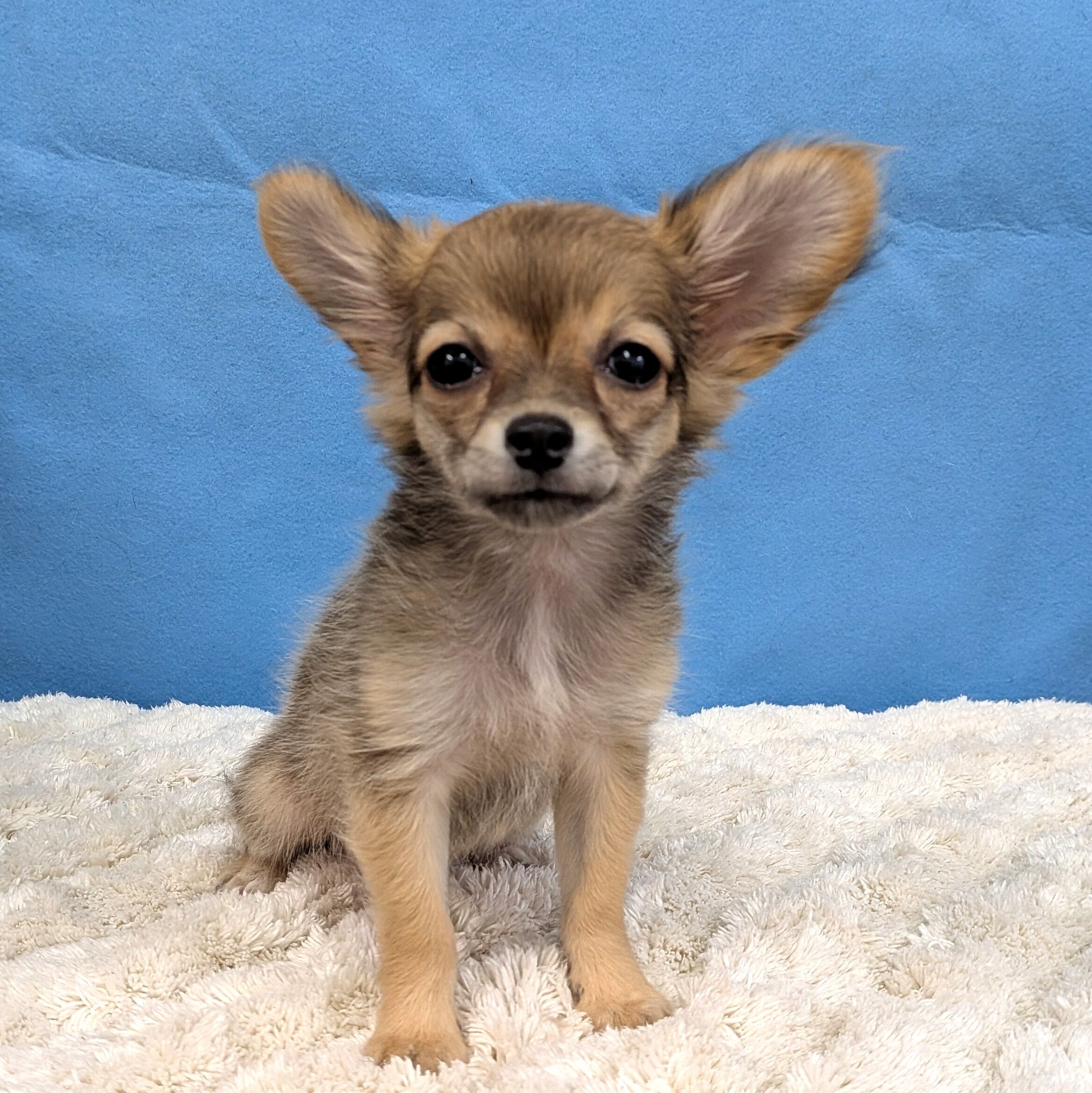 千葉県のハーフ犬・ミックス犬 (かねだい四街道店/2025年10月11日生まれ/女の子/その他色)の子犬の2枚目の画像