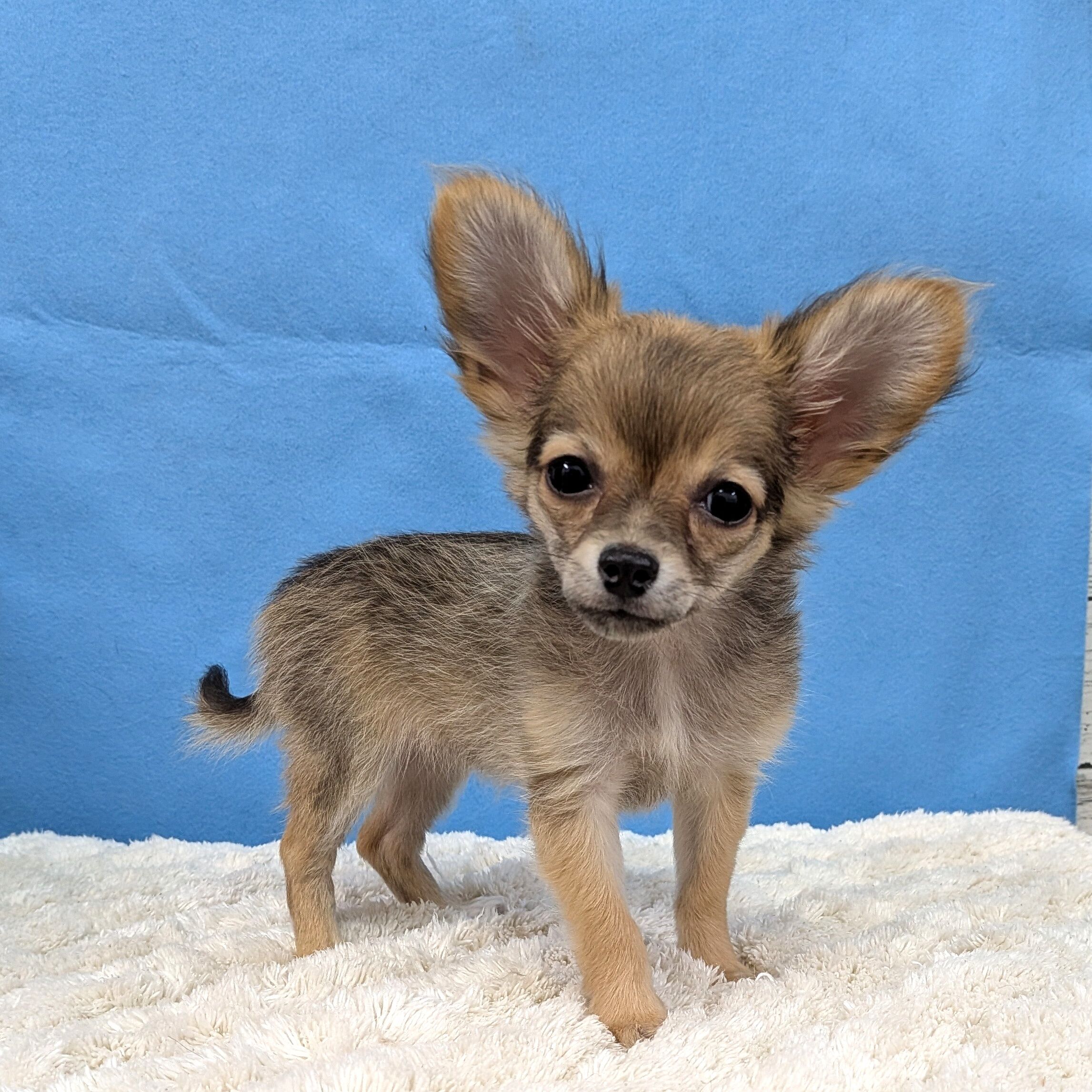 千葉県のハーフ犬・ミックス犬 (かねだい四街道店/2025年10月11日生まれ/女の子/その他色)の子犬の3枚目の画像