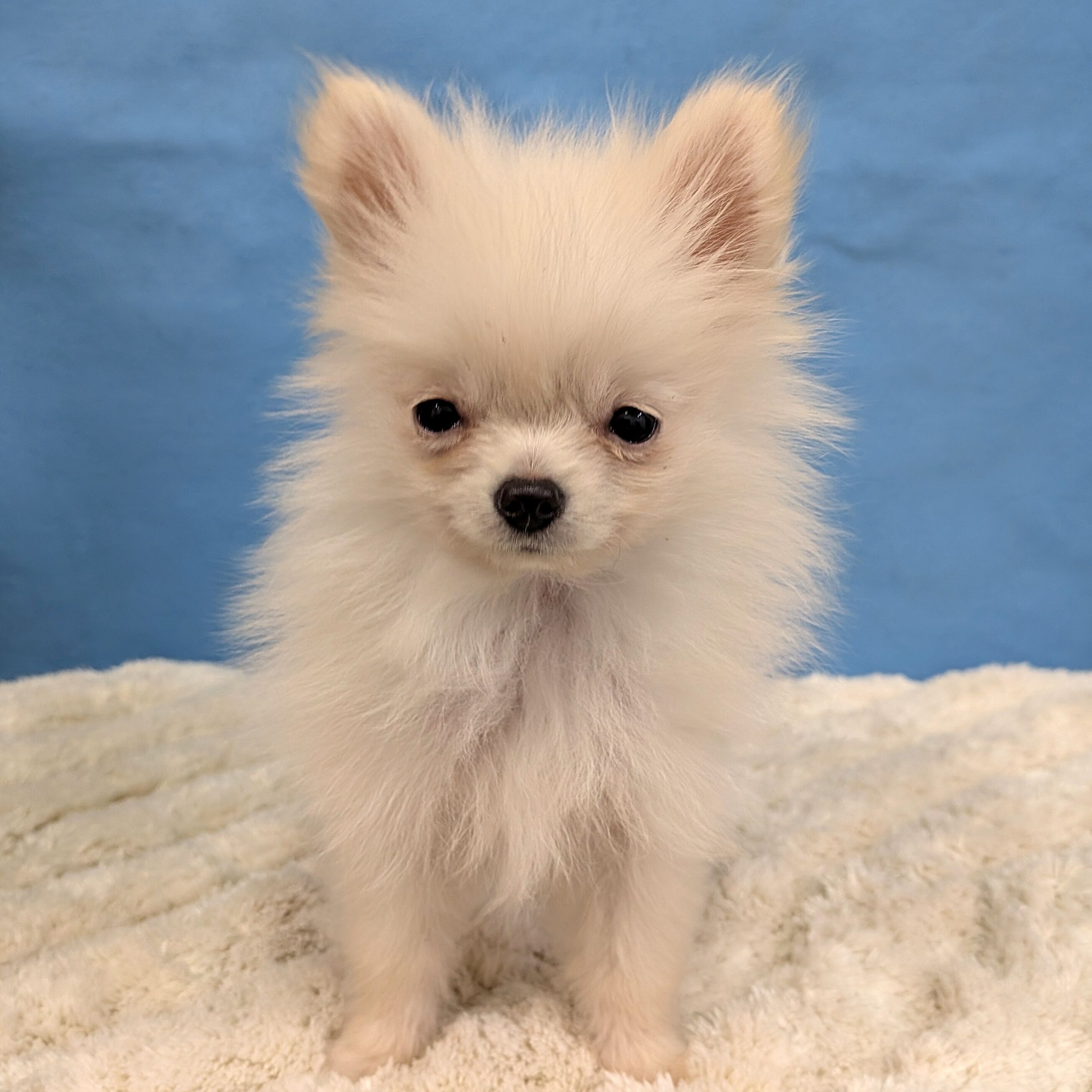 千葉県のポメラニアン (かねだい四街道店/2025年10月12日生まれ/男の子/クリーム)の子犬の2枚目の画像