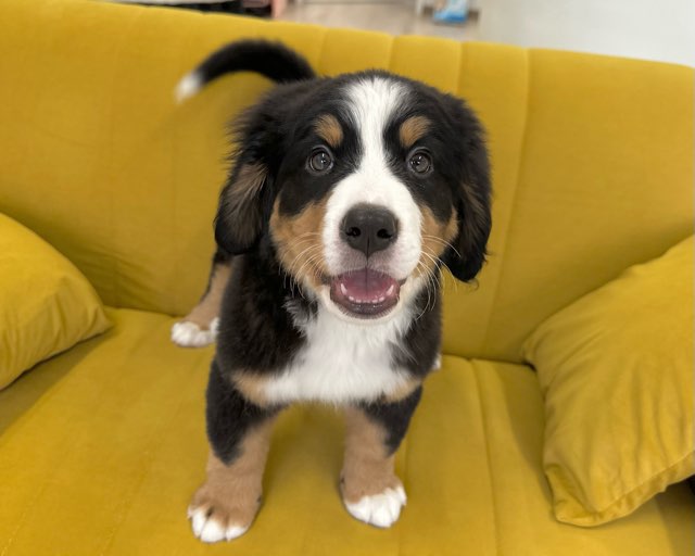 群馬県のバーニーズマウンテンドッグ (かねだいペットトライアル前橋/2025年10月7日生まれ/女の子/ブラック/ラスト/ホワイト)の子犬の1枚目の画像