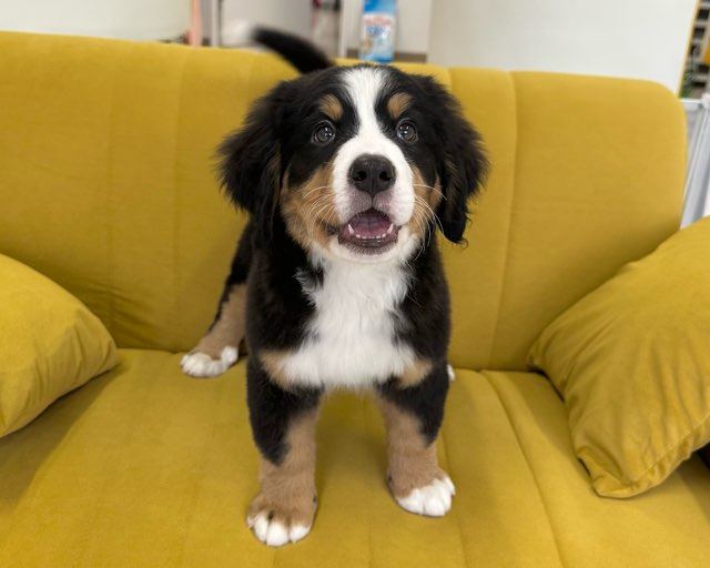 群馬県のバーニーズマウンテンドッグ (かねだいペットトライアル前橋/2025年10月7日生まれ/女の子/ブラック/ラスト/ホワイト)の子犬の3枚目の画像