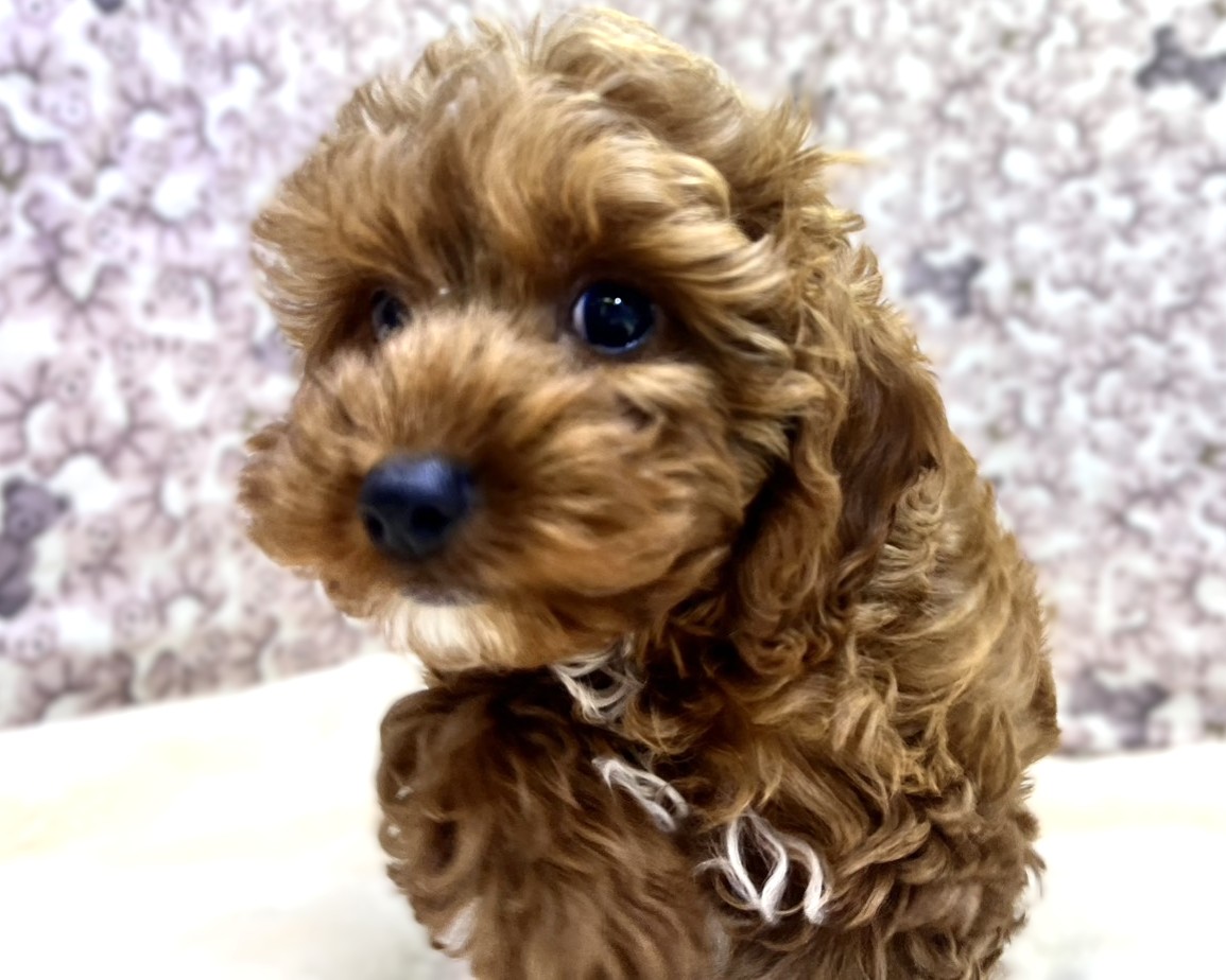 茨城県のキャバプー(キャバリア×プードル) (かねだいペットトライアル利根川/2025年10月21日生まれ/男の子/レッド)の子犬の2枚目の画像