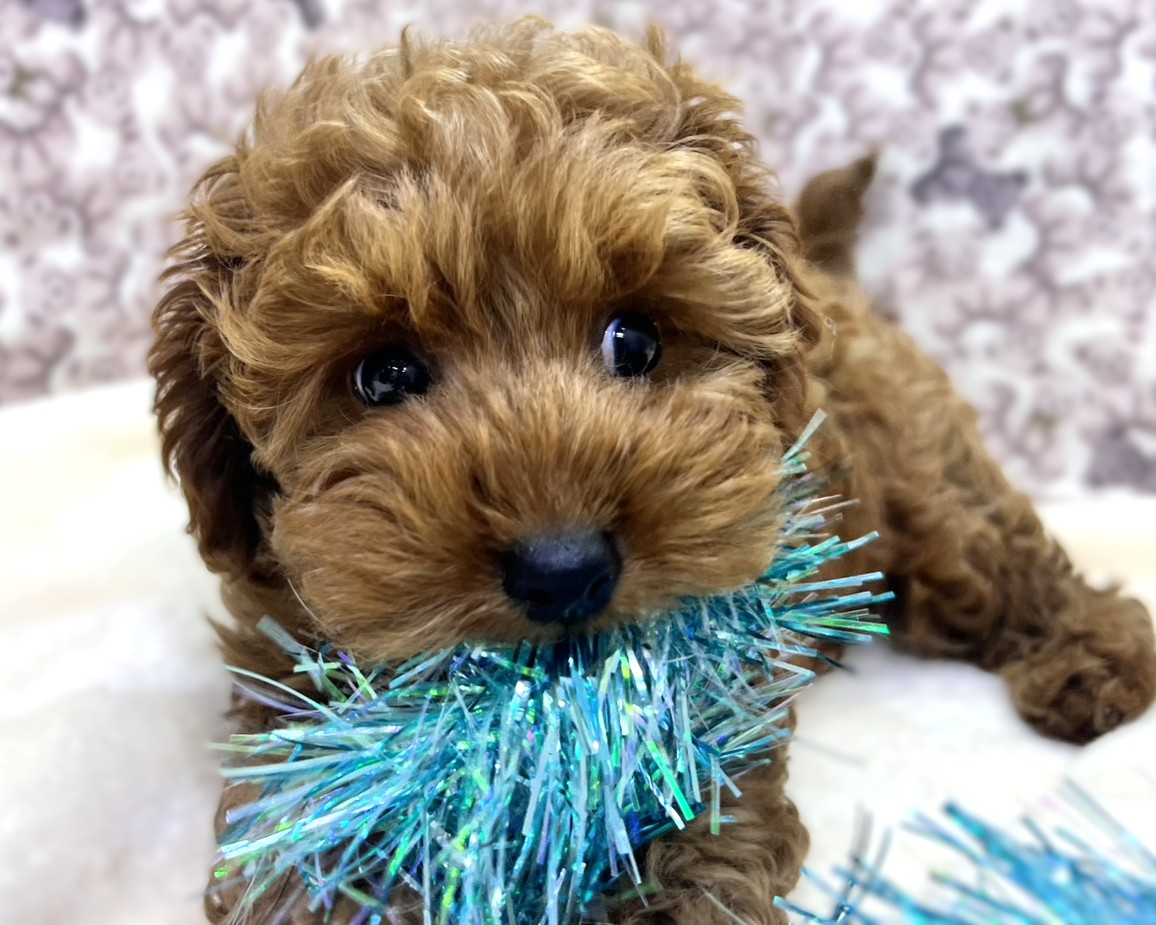 茨城県のキャバプー(キャバリア×プードル) (かねだいペットトライアル利根川/2025年10月21日生まれ/男の子/レッド)の子犬の3枚目の画像