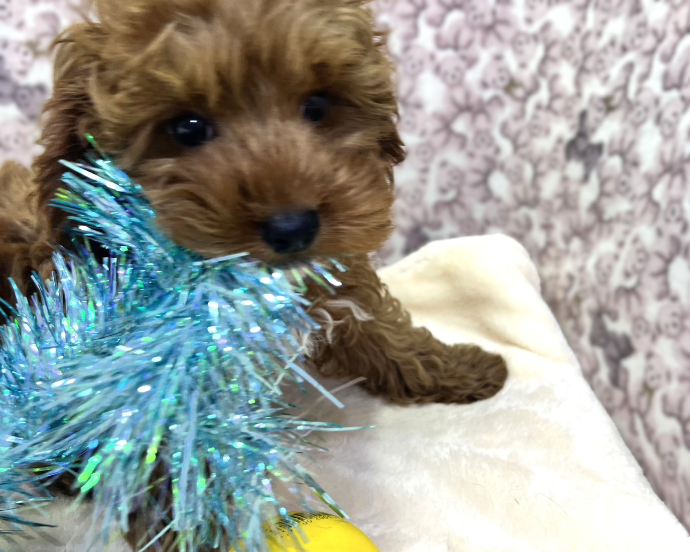 茨城県のキャバプー(キャバリア×プードル) (かねだいペットトライアル利根川/2025年10月21日生まれ/男の子/レッド)の子犬の4枚目の画像