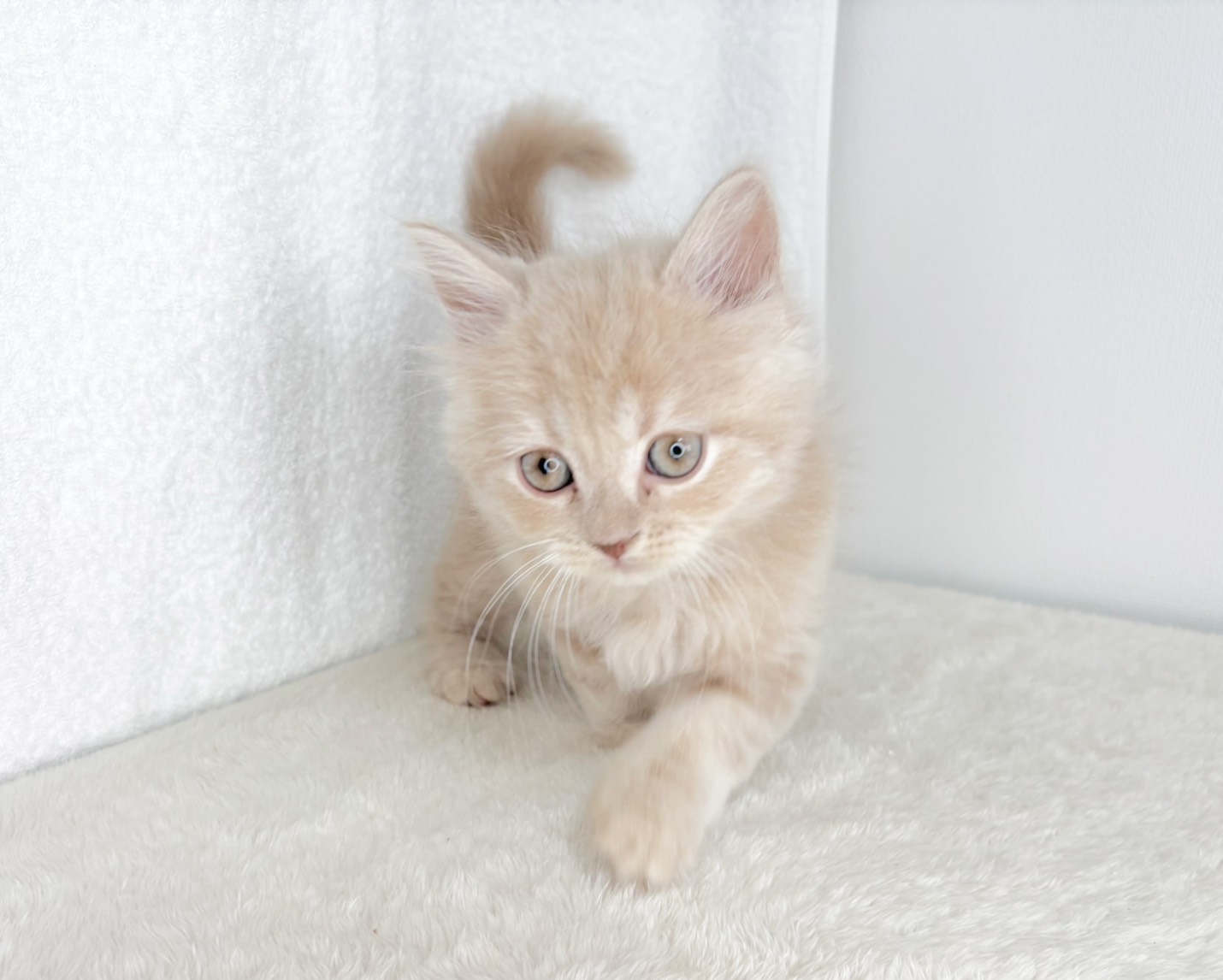 群馬県のスコティッシュフォールド (かねだいペットトライアル桐生/2025年10月28日生まれ/男の子/クリーム)の子猫の3枚目の画像