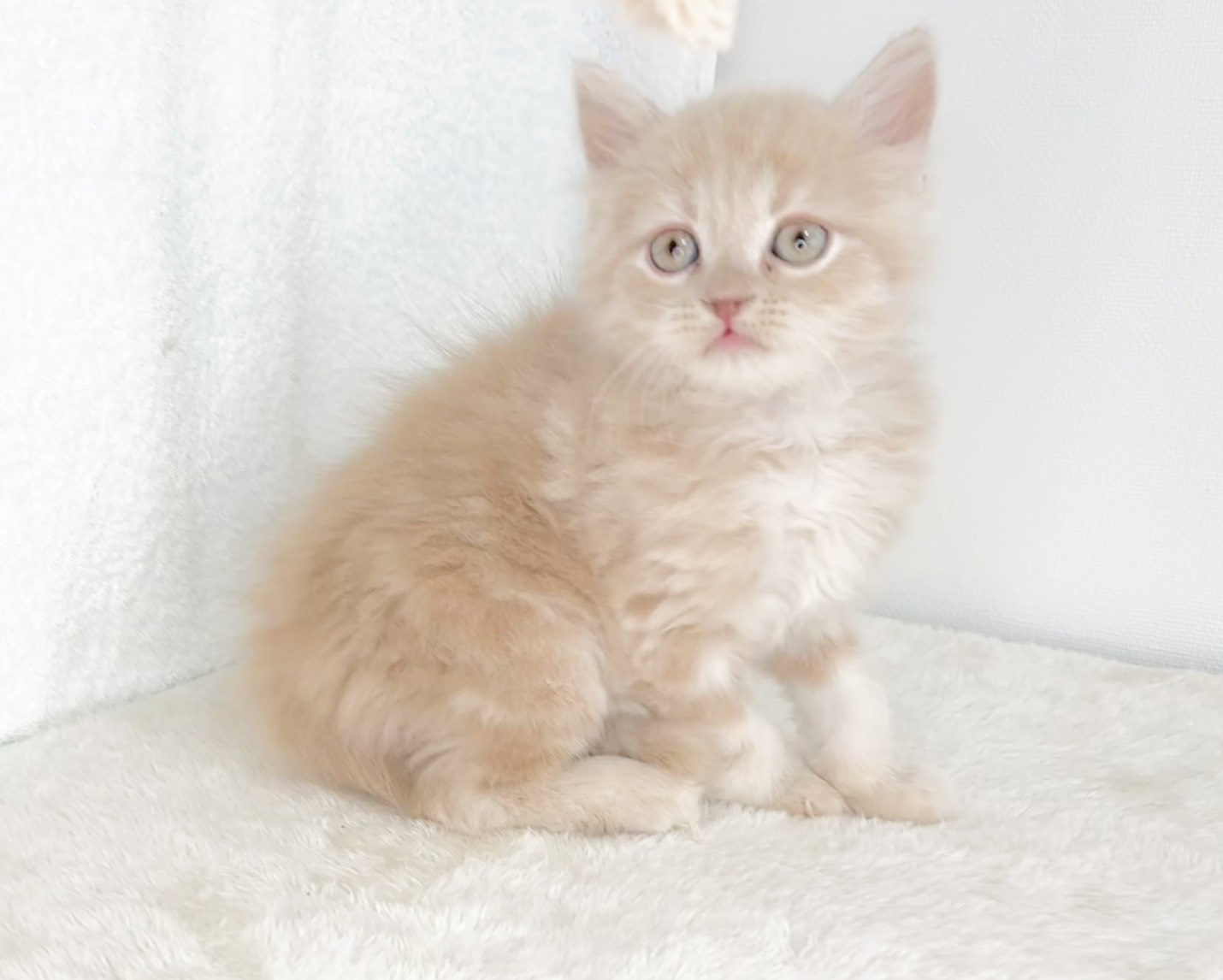 群馬県のスコティッシュフォールド (かねだいペットトライアル桐生/2025年10月28日生まれ/男の子/クリーム)の子猫の1枚目の画像
