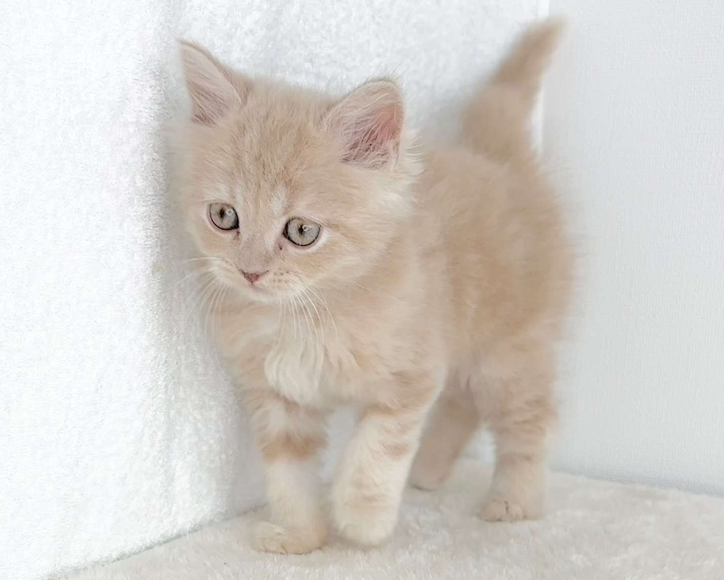群馬県のスコティッシュフォールド (かねだいペットトライアル桐生/2025年10月28日生まれ/男の子/クリーム)の子猫の2枚目の画像