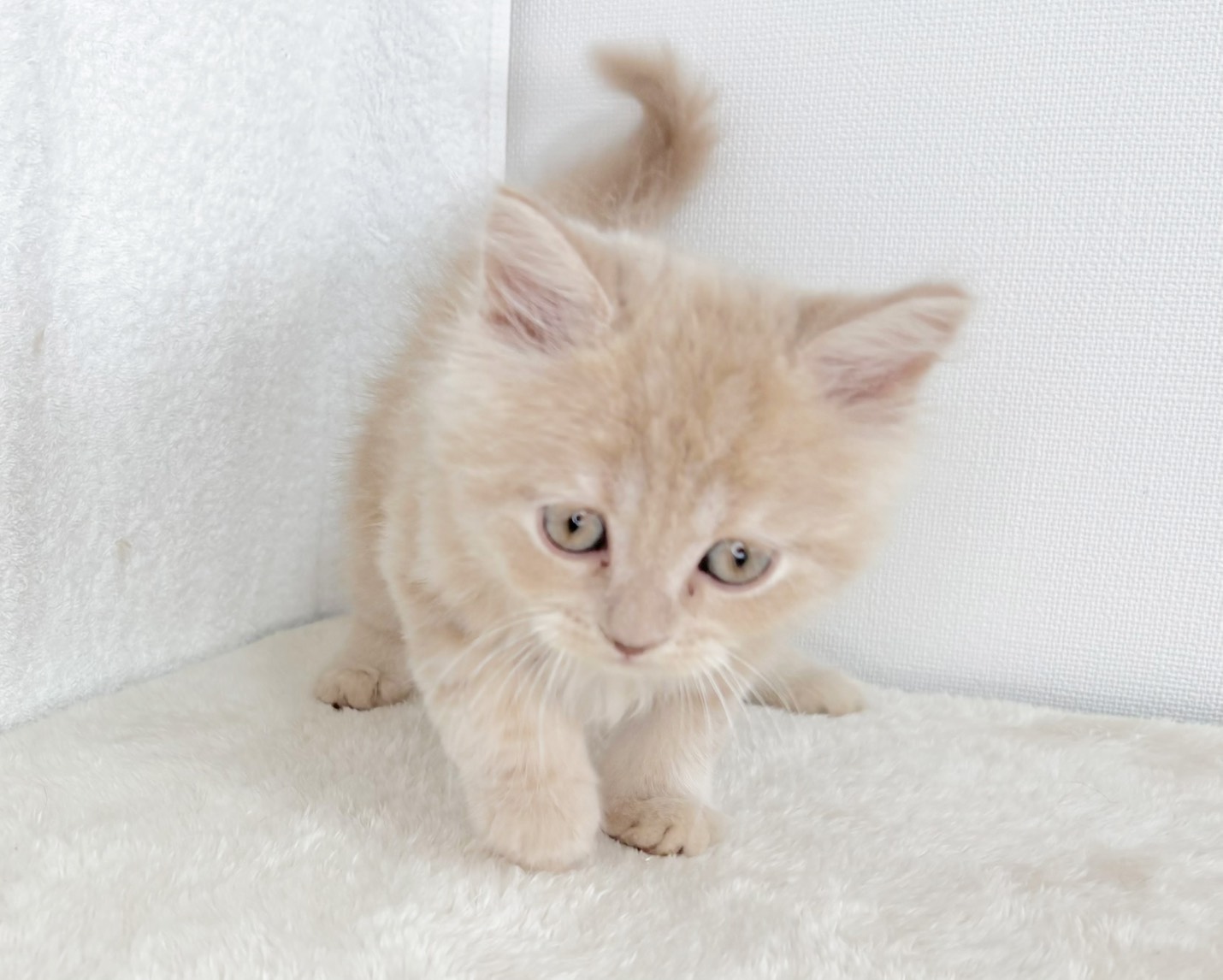 群馬県のスコティッシュフォールド (かねだいペットトライアル桐生/2025年10月28日生まれ/男の子/クリーム)の子猫の4枚目の画像