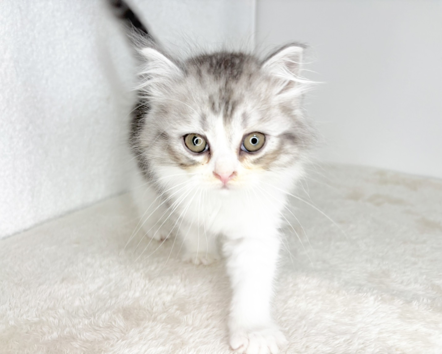 群馬県のミヌエット (かねだいペットトライアル桐生/2025年11月1日生まれ/男の子/シルバータビーホワイト)の子猫の1枚目の画像