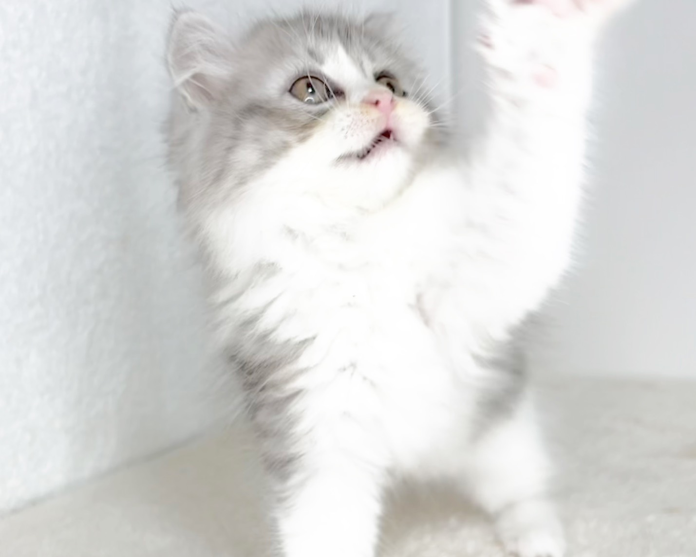 群馬県のミヌエット (かねだいペットトライアル桐生/2025年11月1日生まれ/男の子/シルバータビーホワイト)の子猫の2枚目の画像