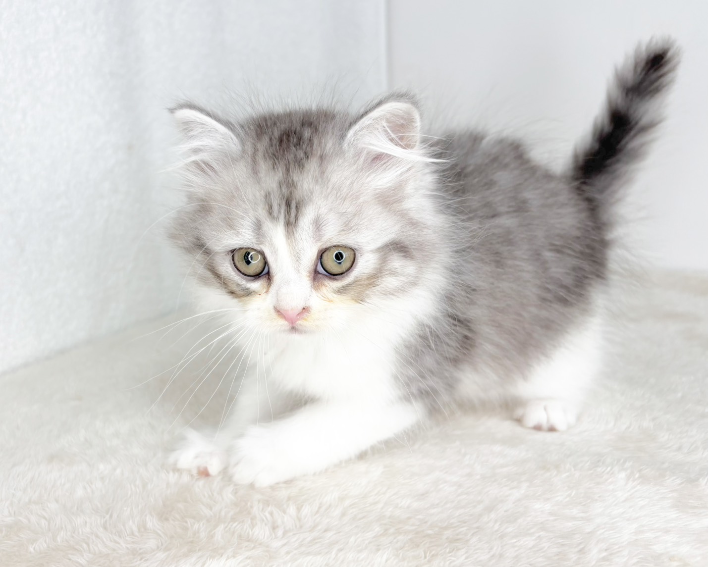 群馬県のミヌエット (かねだいペットトライアル桐生/2025年11月1日生まれ/男の子/シルバータビーホワイト)の子猫の3枚目の画像