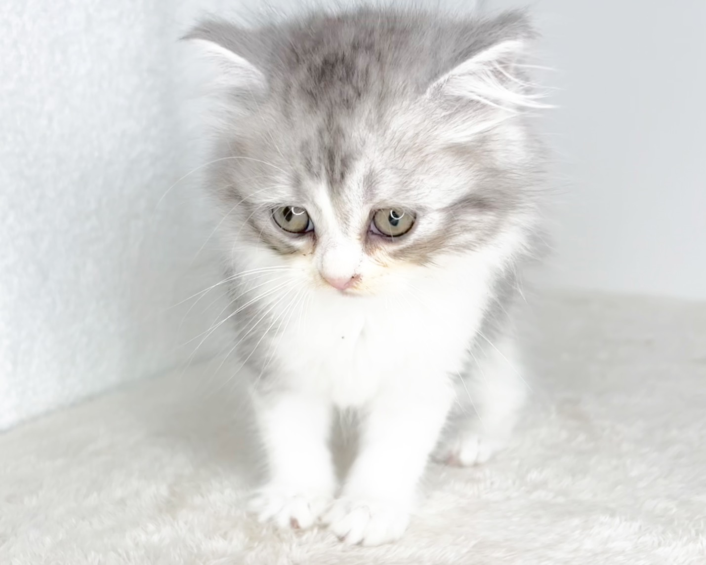 群馬県のミヌエット (かねだいペットトライアル桐生/2025年11月1日生まれ/男の子/シルバータビーホワイト)の子猫の4枚目の画像