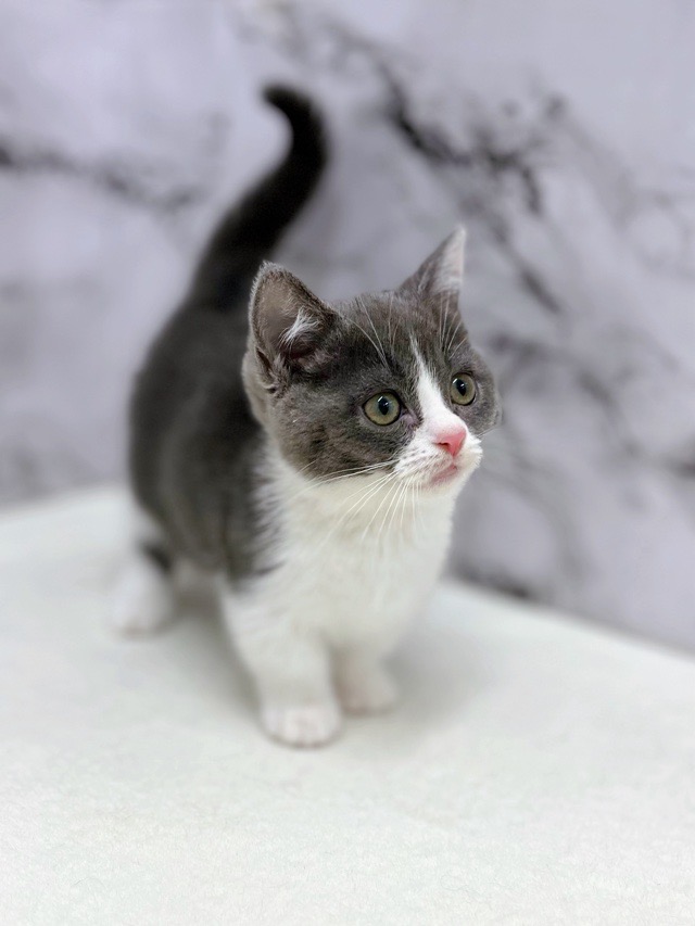 神奈川県のマンチカン (かねだい東戸塚店/2025年10月12日生まれ/女の子/ブルーホワイト)の子猫の4枚目の画像