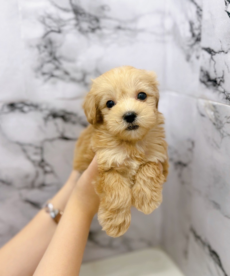 神奈川県のマルプー(マルチーズ×プードル) (かねだい東戸塚店/2025年10月25日生まれ/女の子/アプリコット)の子犬の1枚目の画像