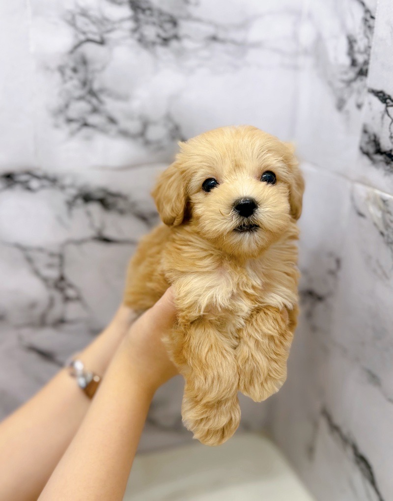神奈川県のマルプー(マルチーズ×プードル) (かねだい東戸塚店/2025年10月25日生まれ/女の子/アプリコット)の子犬の2枚目の画像