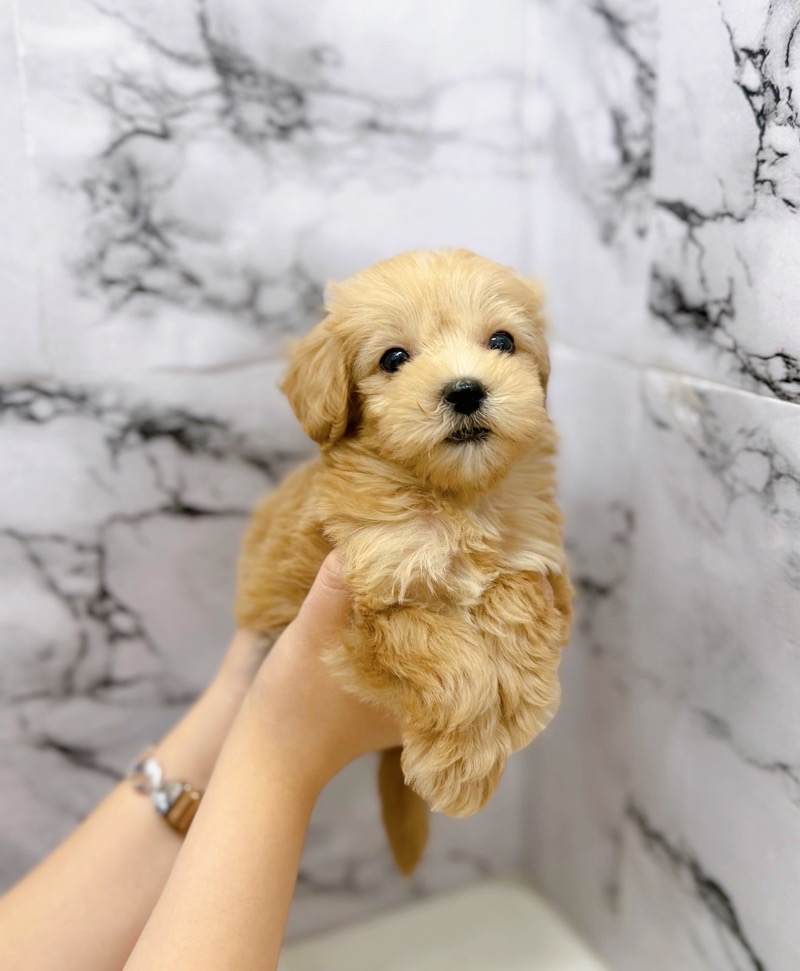 神奈川県のマルプー(マルチーズ×プードル) (かねだい東戸塚店/2025年10月25日生まれ/女の子/アプリコット)の子犬の3枚目の画像