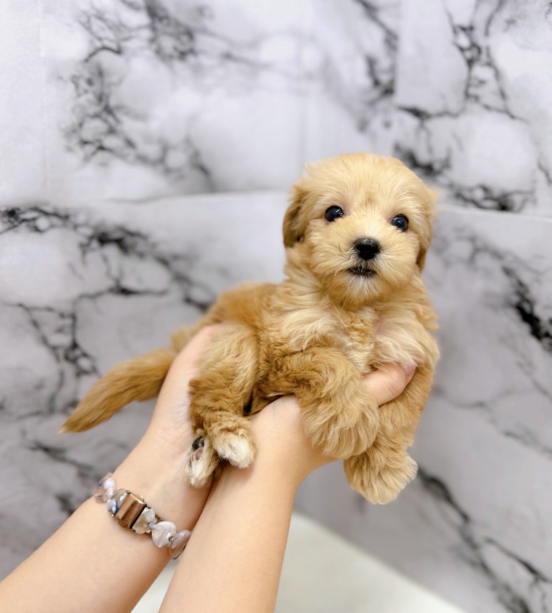 神奈川県のマルプー(マルチーズ×プードル) (かねだい東戸塚店/2025年10月25日生まれ/女の子/アプリコット)の子犬の4枚目の画像