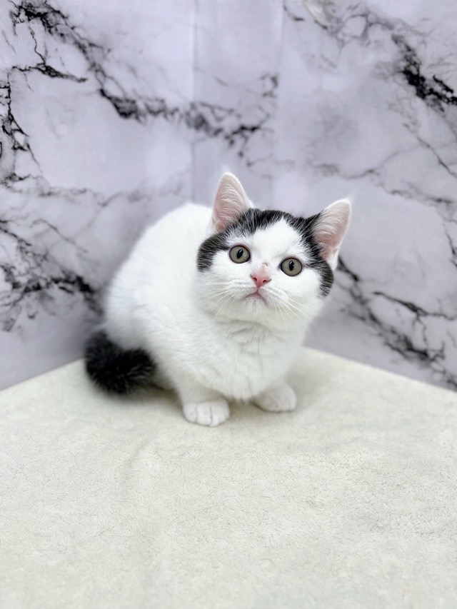 神奈川県のブリティッシュショートヘアー (かねだい東戸塚店/2025年10月19日生まれ/男の子/ブラックホワイト)の子猫の2枚目の画像