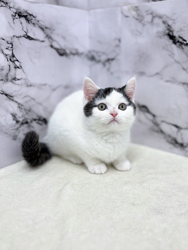 神奈川県のブリティッシュショートヘアー (かねだい東戸塚店/2025年10月19日生まれ/男の子/ブラックホワイト)の子猫の3枚目の画像