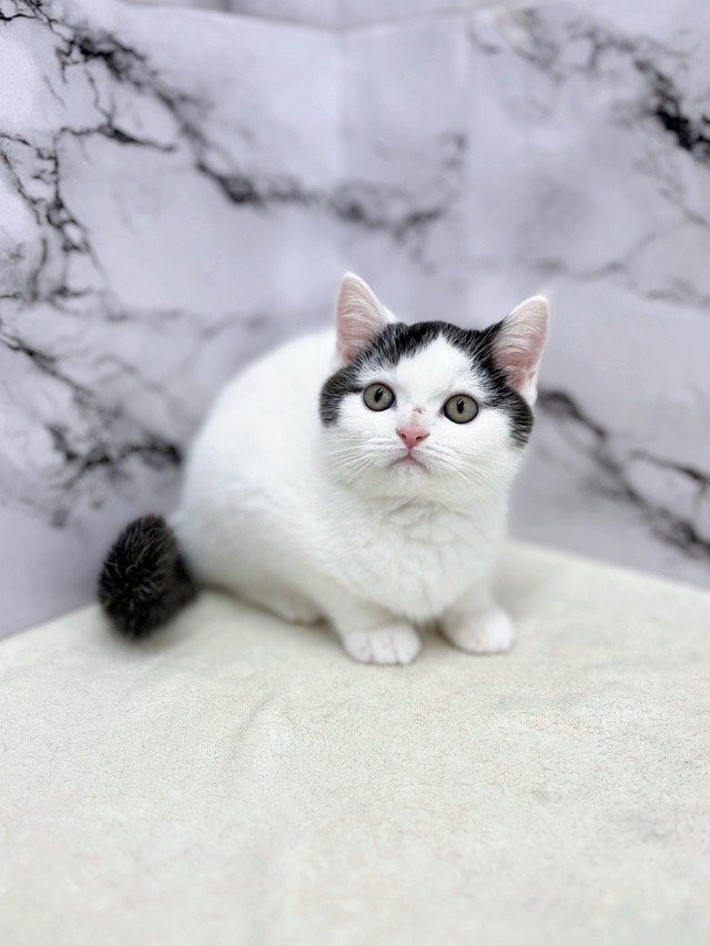 神奈川県のブリティッシュショートヘアー (かねだい東戸塚店/2025年10月19日生まれ/男の子/ブラックホワイト)の子猫の4枚目の画像