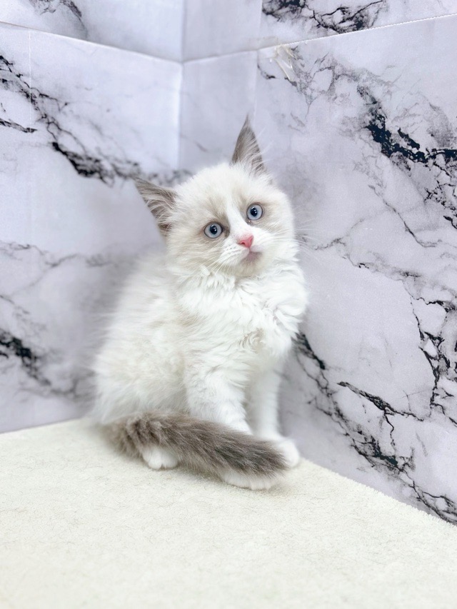 神奈川県のラグドール (かねだい東戸塚店/2025年10月25日生まれ/男の子/シールポイントバイカラー)の子猫の2枚目の画像