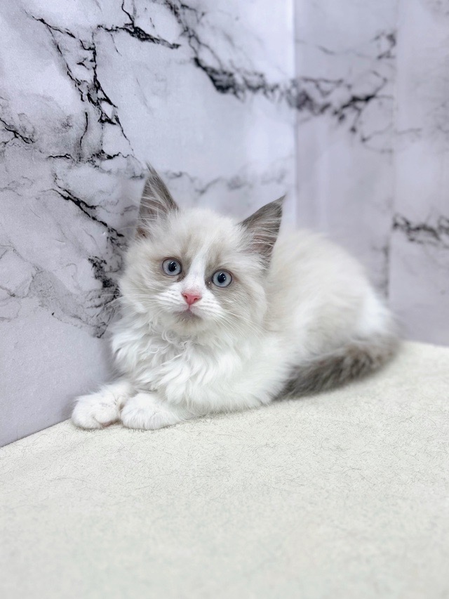 神奈川県のラグドール (かねだい東戸塚店/2025年10月25日生まれ/男の子/シールポイントバイカラー)の子猫の3枚目の画像