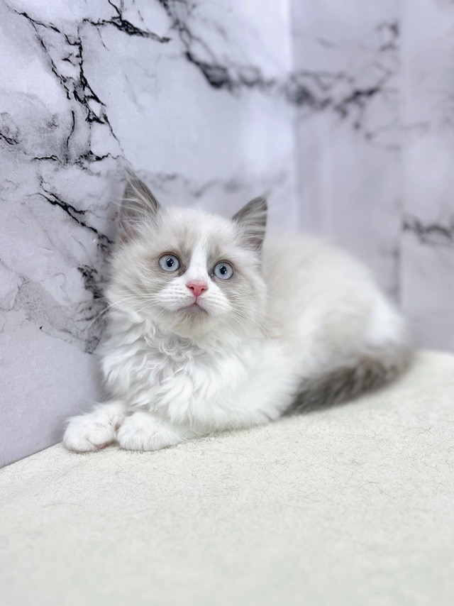 神奈川県のラグドール (かねだい東戸塚店/2025年10月25日生まれ/男の子/シールポイントバイカラー)の子猫の4枚目の画像