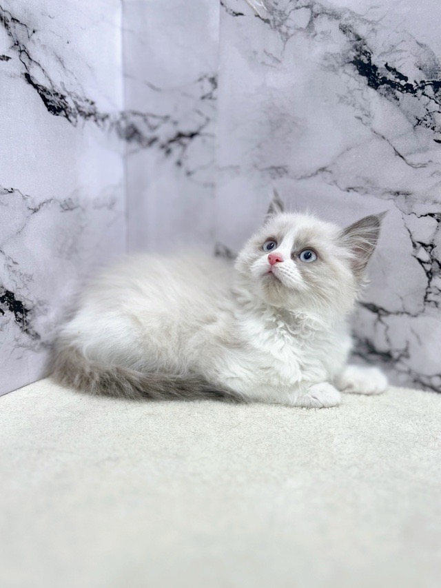 価格の安い◼️ラグドール♂【1/3お写真、動画更新！】Special price