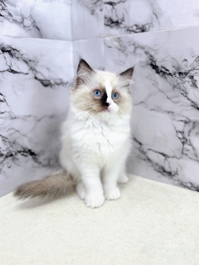 神奈川県のラグドール (かねだい東戸塚店/2025年10月20日生まれ/女の子/シールポイントバイカラー)の子猫の2枚目の画像