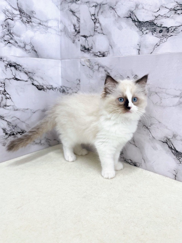神奈川県のラグドール (かねだい東戸塚店/2025年10月20日生まれ/女の子/シールポイントバイカラー)の子猫の4枚目の画像