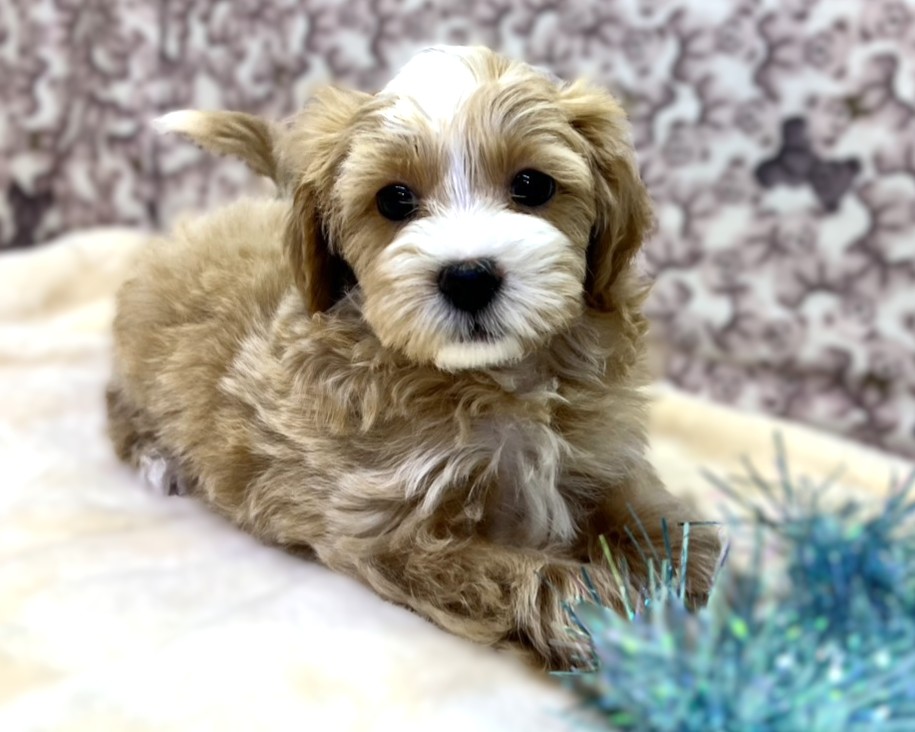 茨城県のマルプー(マルチーズ×プードル) (かねだいペットトライアル利根川/2025年10月8日生まれ/男の子/アプリコット)の子犬の1枚目の画像