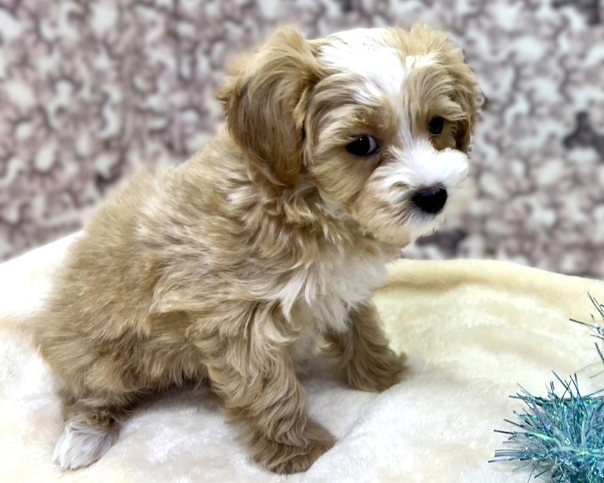 茨城県のマルプー(マルチーズ×プードル) (かねだいペットトライアル利根川/2025年10月8日生まれ/男の子/アプリコット)の子犬の3枚目の画像