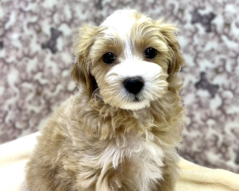 茨城県のマルプー(マルチーズ×プードル) (かねだいペットトライアル利根川/2025年10月8日生まれ/男の子/アプリコット)の子犬の3枚目の画像