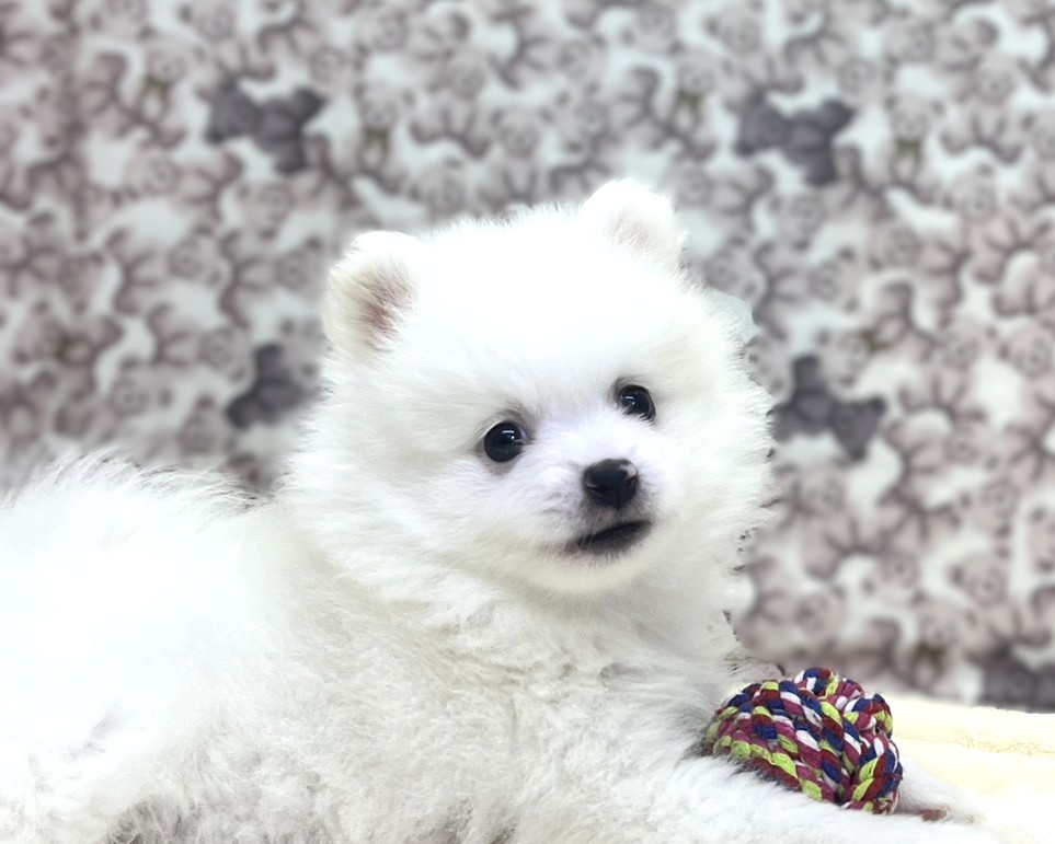 茨城県のポメラニアン (かねだいペットトライアル利根川/2025年10月26日生まれ/男の子/ホワイト)の子犬の1枚目の画像