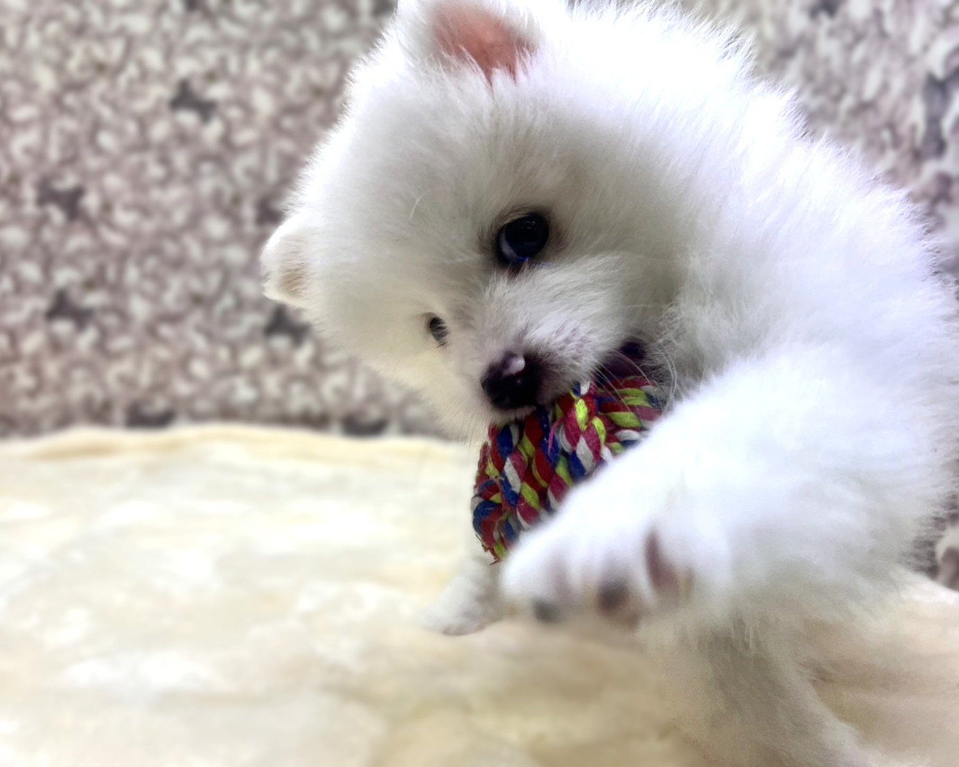 茨城県のポメラニアン (かねだいペットトライアル利根川/2025年10月26日生まれ/男の子/ホワイト)の子犬の2枚目の画像