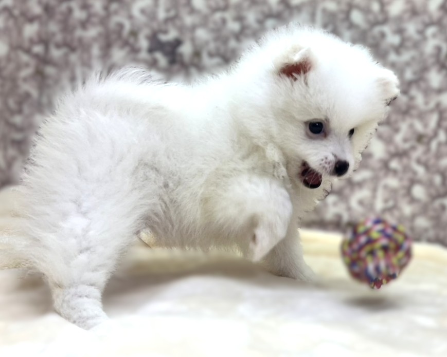 茨城県のポメラニアン (かねだいペットトライアル利根川/2025年10月26日生まれ/男の子/ホワイト)の子犬の3枚目の画像